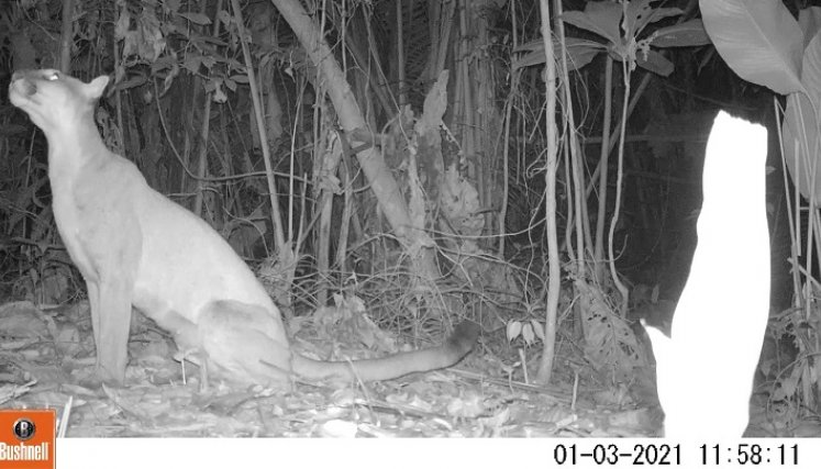 Un puma fue registrado