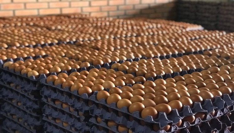 El valor del huevo y del pollo puede variar, dependiendo de en dónde se adquiera y la cantidad de intermediarios que haya entre el comprador y el productor. /Foto: Cortesía/ La Opinión 