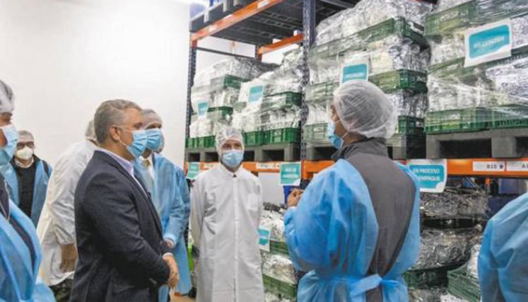 Estas son las ventajas de la exportación de flor seca de cannabis para Colombia 