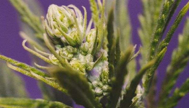 Estas son las ventajas de la exportación de flor seca de cannabis para Colombia 