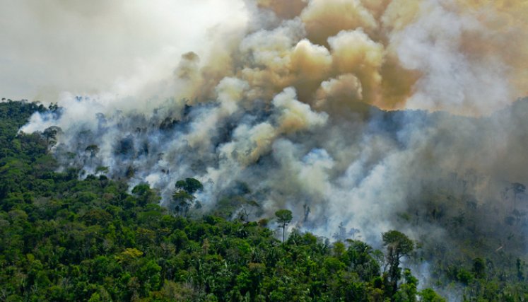 Las principales causas de deforestación son el acaparamiento ilegal de tierras para ganadería extensiva y la construcción de vías clandestinas que atraviesan la Amazonía. / AFP