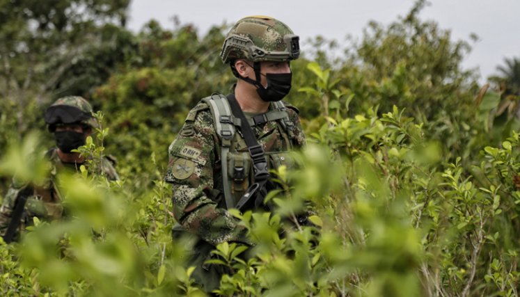 , en el 2020 se detectó el incremento en la productividad de hoja de coca en las regiones del Catatumbo y Central, con un promedio de 5,9 tm/ha/ año10 y 7,7 tm/ha/año11, respectivamente. 