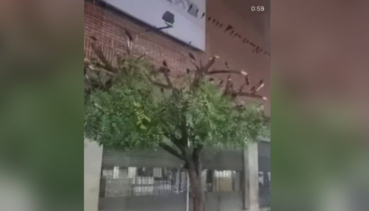 Árboles talados en el centro de Cúcuta.