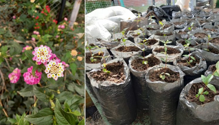 Del proyecto participan jóvenes estudiantes y soldados, quienes recolectan el material vegetal, lo trasladan hacia el vivero de la universidad y proceden con la arcilla.