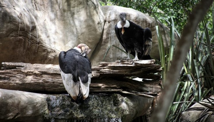 Los cóndores cumplen un papel fundamental en el equilibrio de los ecosistemas. Por ejemplo, reducen el riesgo de enfermedades por descomposición a otros animales./ Cortesía/ La Opinión 