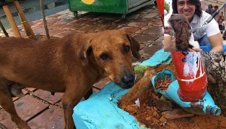 En lo que va corrido del año, el Concejo ha aprobado ya dos proyectos de acuerdo en favor de la protección y bienestar animal./Foto Archivo La Opinión