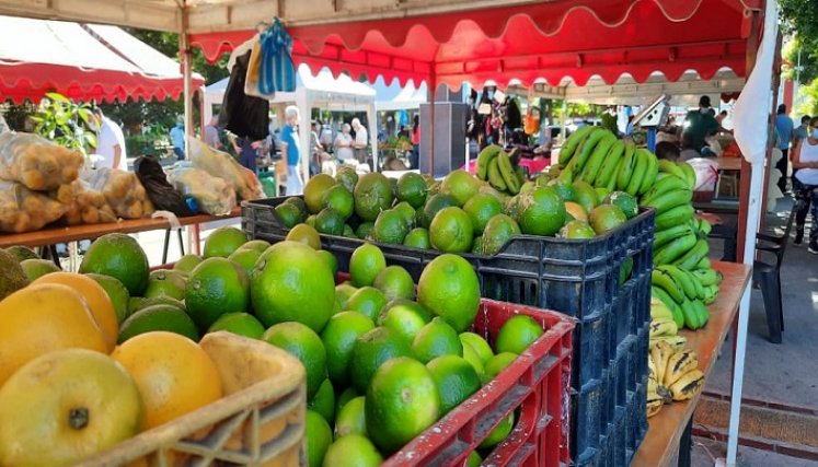 Esta iniciativa se estará desarrollando una vez al mes en diversos parques, donde los campesinos de los 10 corregimientos de la ciudad presentarán sus productos. / Cortesía/ La Opinión 
