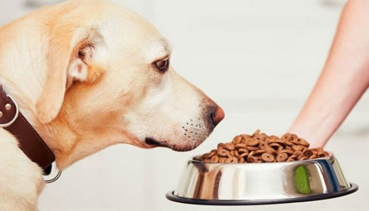 Alimento para perros.