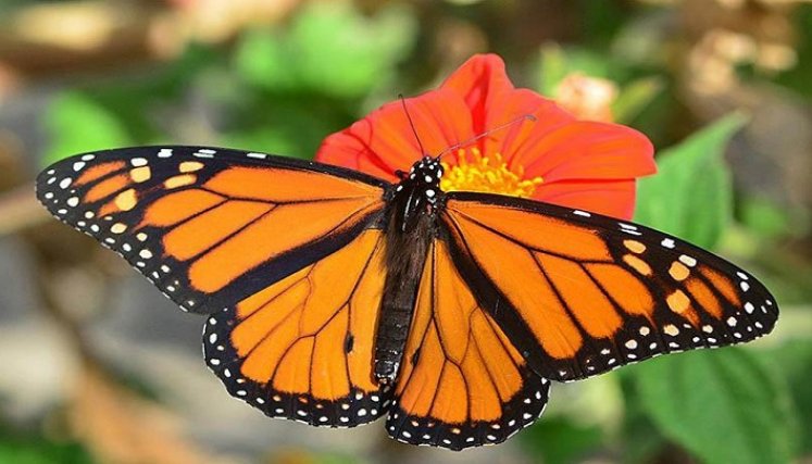 la desaparición de insectos, menos espectacular que la de grandes mamíferos, preocupa a los científicos./AFP