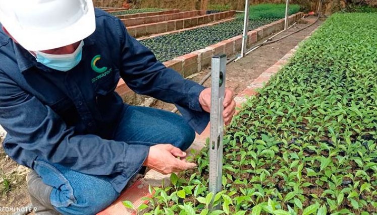 En diez viveros se producirán los árboles./Foto Cortesía