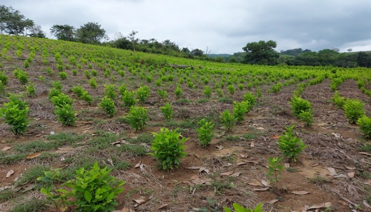 Narcotráfico en el Catatumbo, un gran negocio