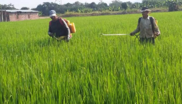 Producción de arroz en la región 