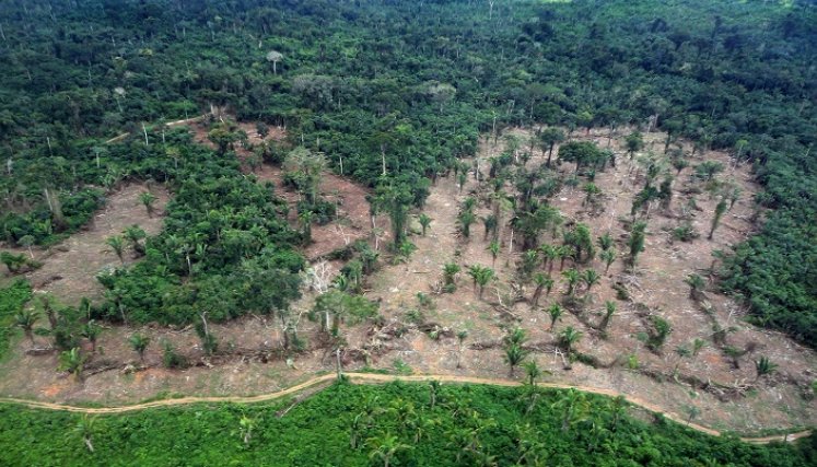 cerca de 60.000 especies de árboles catalogadas en el mundo entero, en torno a un 30% están amenazadas de extinción