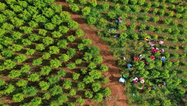 En 2020 Colombia logró reducir los cultivos hasta las 143.000 hectáreas después del récord de 2017./AFP