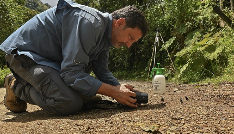 Fotografías de mariposas.