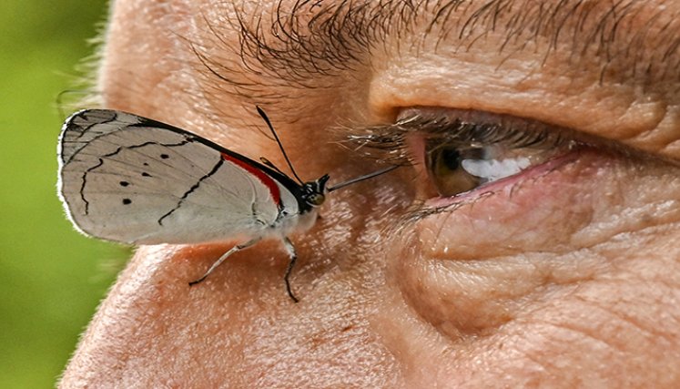 Mariposas en Colombia.