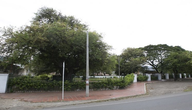Tamarindo Histórico de Villa del Rosario. / Foto: Juan Pablo Cohen / La Opinión 