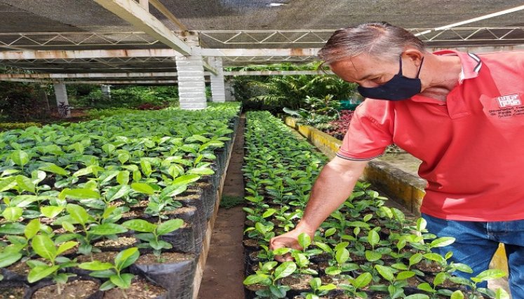 De manera acuciosa el encargado del vivero revisa las especies nativas. 