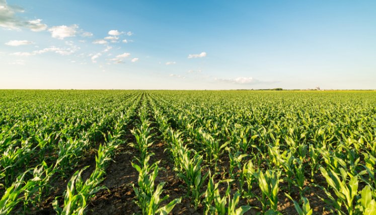 El ecosistema de agricultura tecnológica en la región actualmente es liderado por Brasil y Argentina. / Foto: Cortesía
