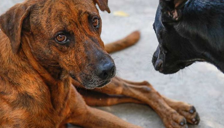 La Fiscalía anunciará en las próximas horas sanciones contra los maltratadores de animales