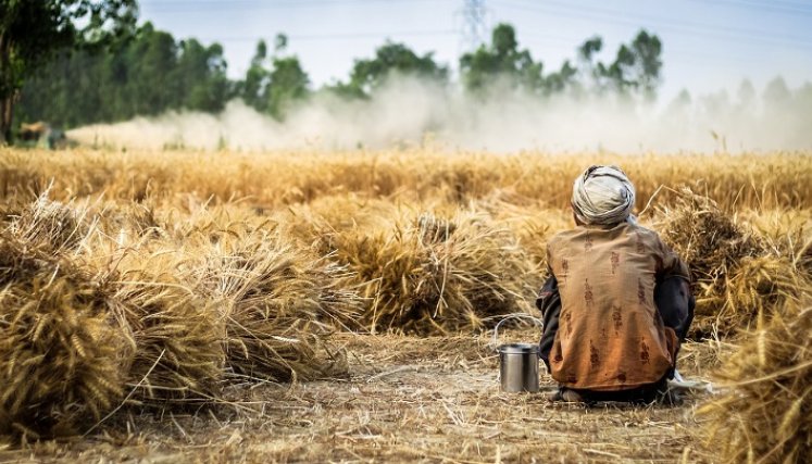Los cultivos son afectados por el cambio climático.