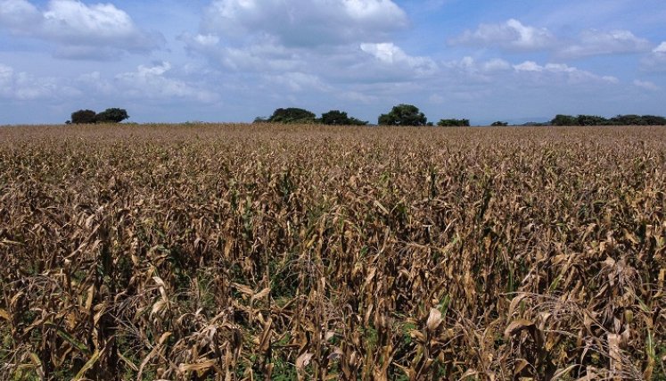 En su finca Fantinel ha sembrado superficies mayores, de hasta 1.000 hectáreas de maíz. Pero también mucho menos por la crisis./AFP