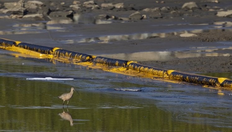 Personal trabaja para evitar que el petróleo en el océano llegue a Talbert Marshlands./ AFP