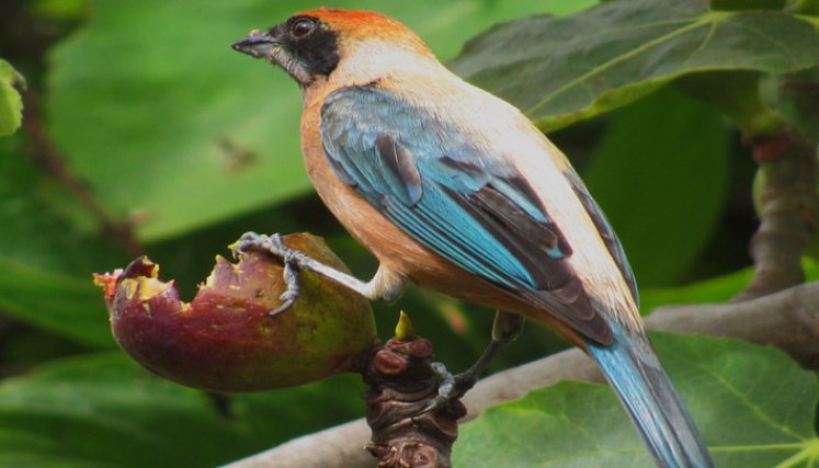 Fotografiarán las aves de Norte de Santander. Foto: Roberto Ospino/La Opinión