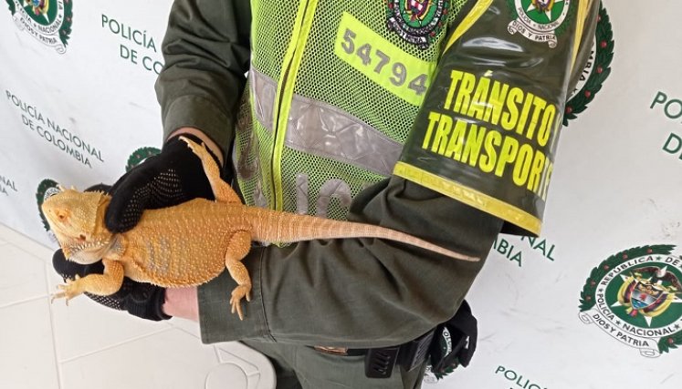 Incautan dragones barbudos que serían comercializados en Cúcuta./Foto: cortesía