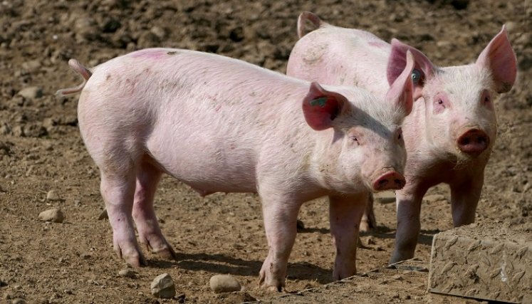 Exportan carne de cerdo