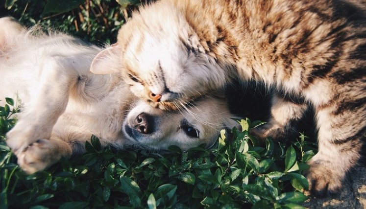 Las mascotas tienen espacio en las redes sociales