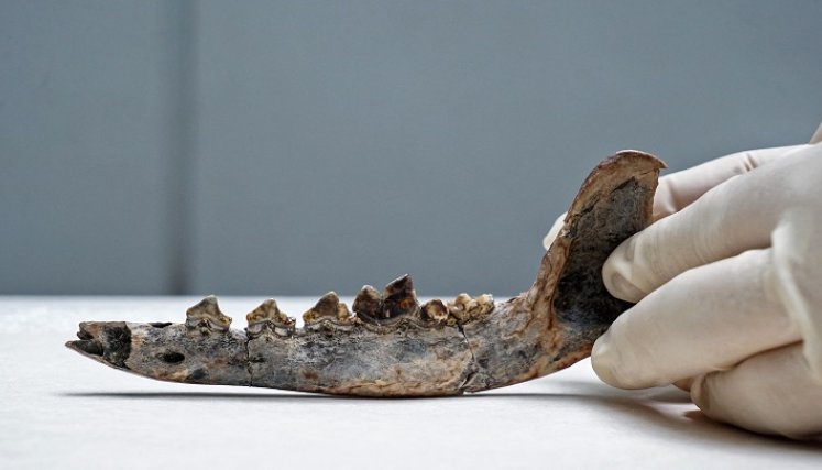En el caso del perro, cuando es doméstico, "la mandíbula cambia, los dientes tienen menos cúspides, son menos puntiagudos". /AFP