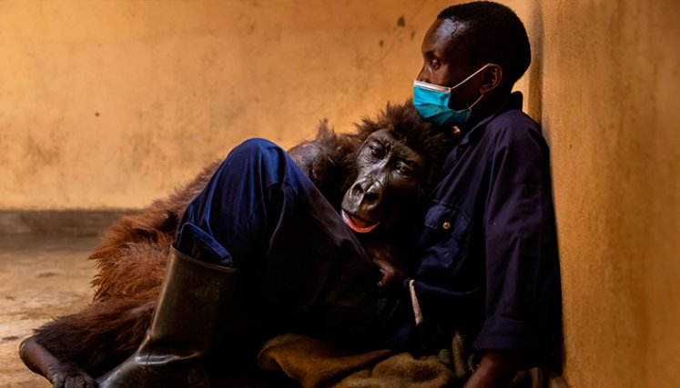 Murió Ndakasi, la gorila del parque de Virunga de El Congo