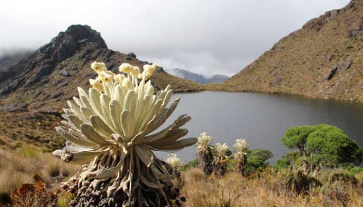 Páramo de Santurbán./Foto cortesía