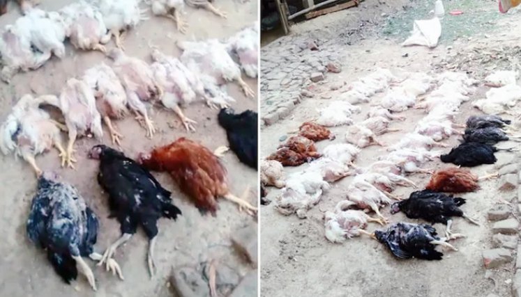 El propietario de una granja avícola afirmó que la música alta que se escuchó en la procesión de bodas de su vecino mató a 63 de sus pollos. / Foto: India Today