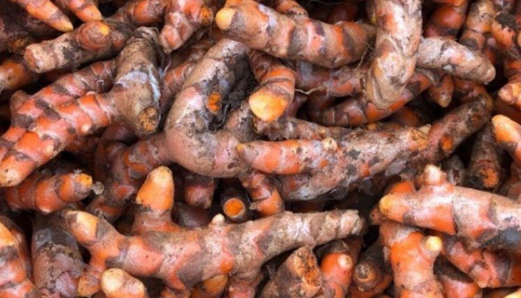 Esta nueva investigación de la USP demuestra que la proteína de soya favorece los músculos igual de bien cuando se complementa con una dieta vegetal.