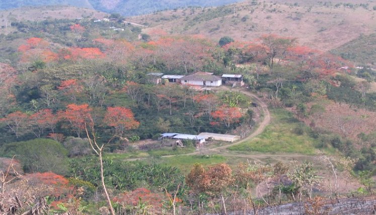 La especie nativa juega papel importante para la conservación de las fuentes hídricas.