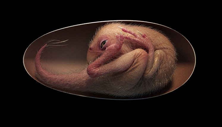 Embrión de dinosaurio.