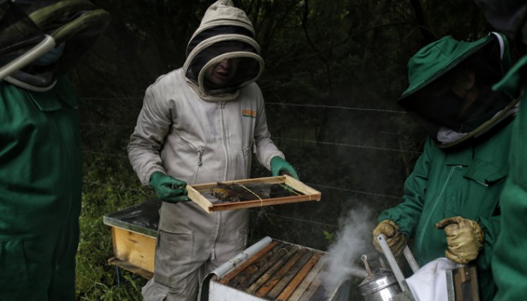 Los demandantes buscan que por la muerte masiva de abejas, por el uso de los insecticidas, se declaren responsables conjuntamente a la Nación y las autoridades del sector agricultura y ambiente. / Foto: Colprensa