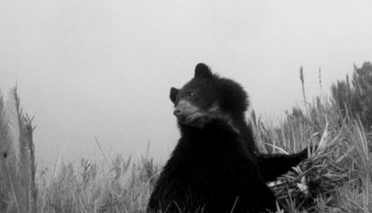 En el bosque del Páramo Santurbán fue visto gracias a cámaras trampa/Foto cortesía