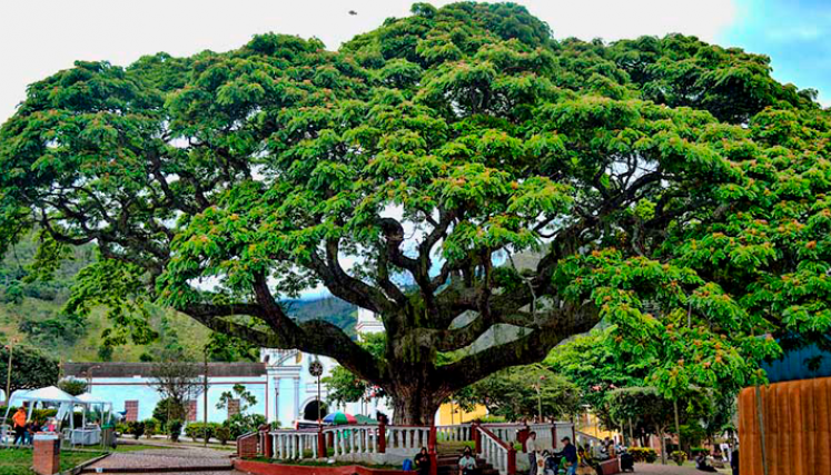 El árbol está ubicado en esta zona central del municipio, donde los visitantes aprovechan la ocasión para tomarse una fotografía. 