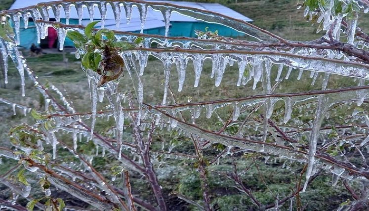 Las bajas temperaturas no solo generan daños a los cultivos, sino que también  afectan al ganado./ Foto: Cortesía / La Opinión