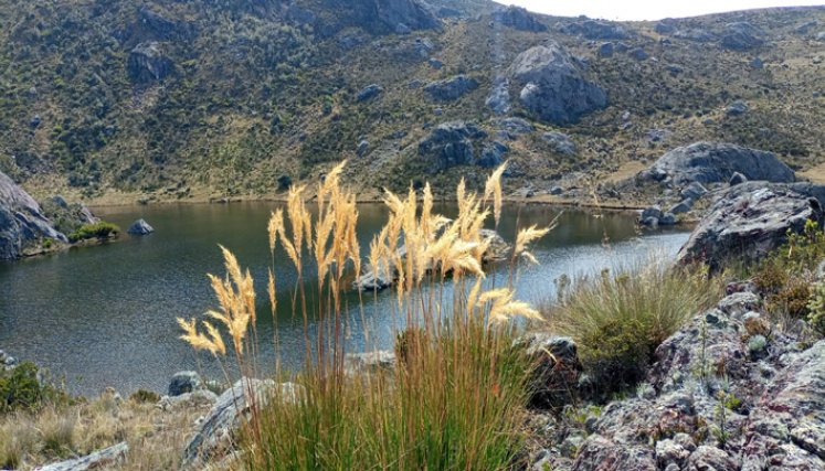 Vegetación de alta montaña.