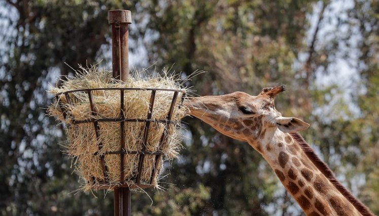 "La idea es proteger a los animales más susceptibles de contraer coronavirus y al mismo tiempo hacer un seguimiento sobre si las vacunas generan la inmunidad. /AFP