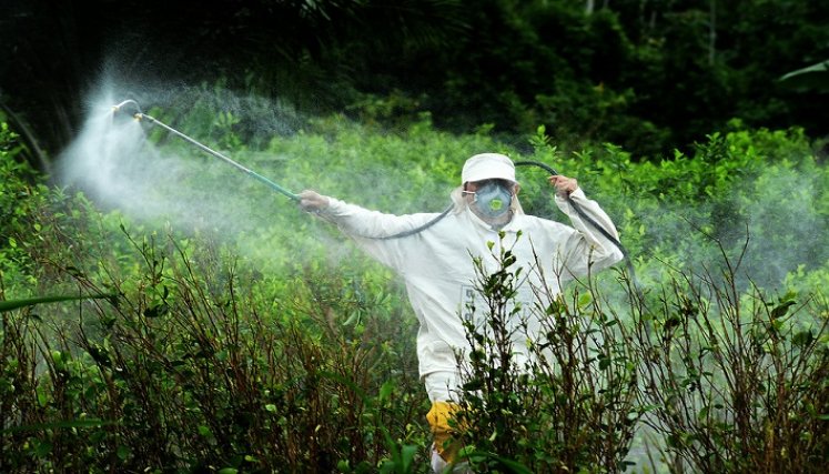 ¿Fin de la fumigación con glifosato?