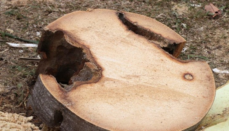 Luego de los estudios fitosanitarios se determina la erradicación definitiva y la compensación ambiental.