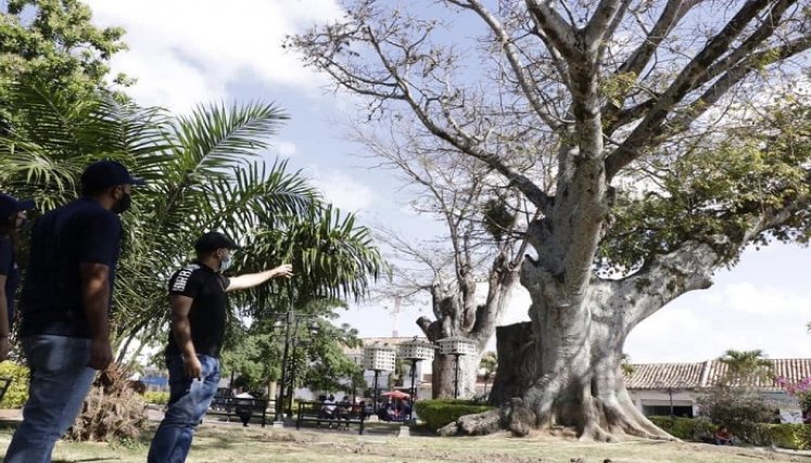 En Ocaña se adelanta un censo forestal como insumo para adoptar estrategias dentro del programa de silvicultura urbana que será incorporado al Plan de Ordenamiento Territorial. / Foto: Cortesía / La Opinión 