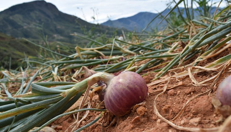 Cebolla cabezona roja