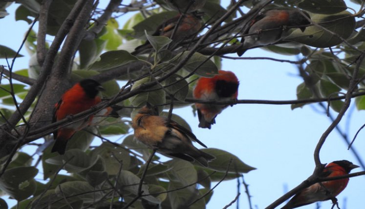 Las aves proceden de Venezuela y están en peligro de extinción. Foto: Cortesía/La Opinión.