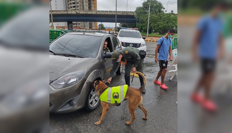 Muere canina de la Policía, tras explosión por paro armado del Eln en Cúcuta./Foto: cortesía
